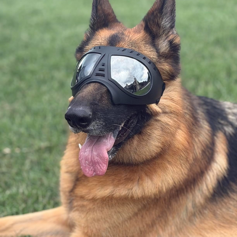 Snow Goggle Uv - Lunettes pour animaux de compagnie de