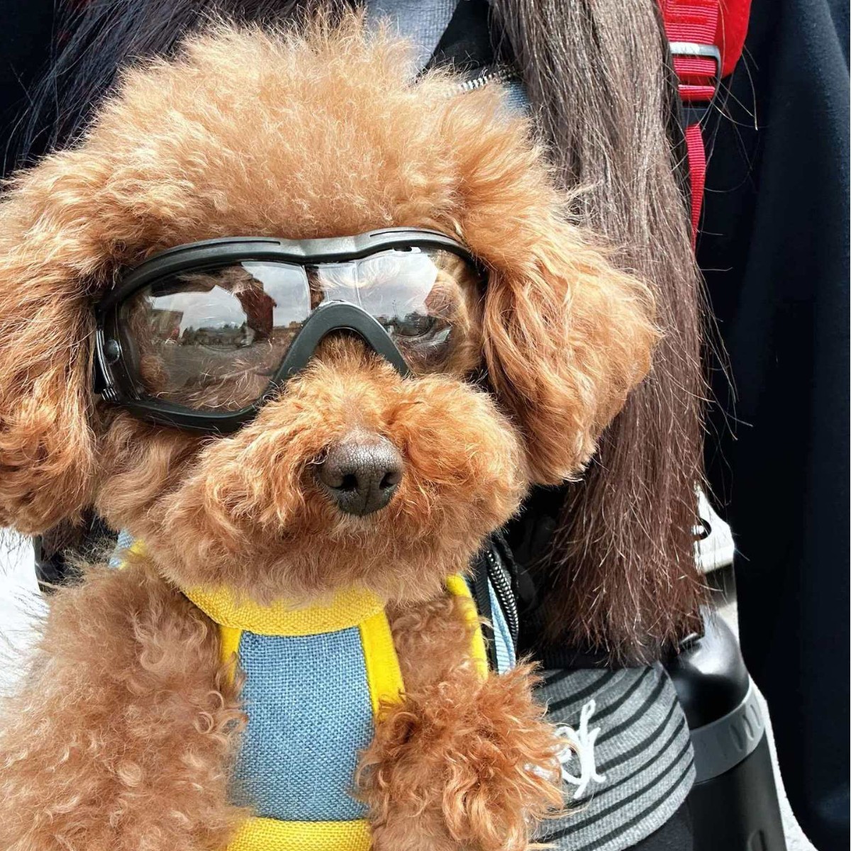 Lunettes de soleil réglables e - Snow Goggle Uv avis et prix